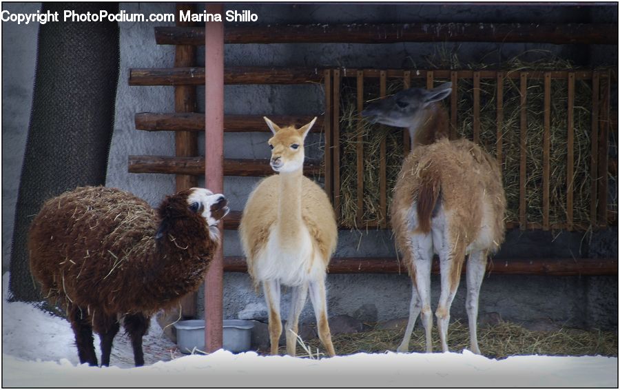 Alpaca, Animal, Llama, Wool, Plant, Potted Plant, Mammal