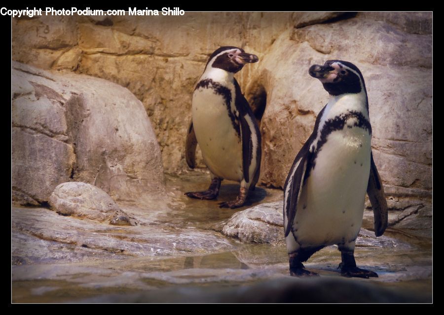 Bird, Penguin, Animal, Zoo, Rock, Tomb