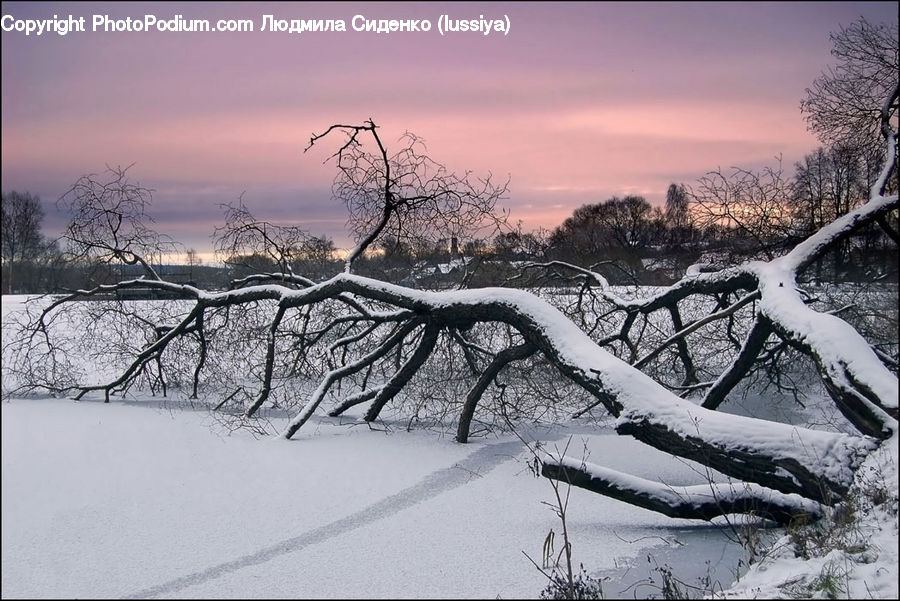 Ice, Outdoors, Snow, Plant, Tree