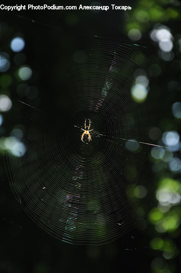 Insect, Spider Web, Arachnid, Garden Spider, Invertebrate, Spider, Lighting