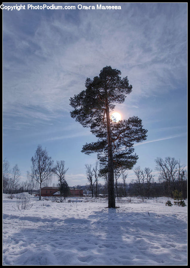 Conifer, Fir, Plant, Tree, Spruce, Wood, Pine