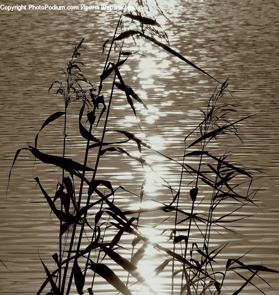 Grass, Plant, Reed, Silhouette, Art, Modern Art, Blossom