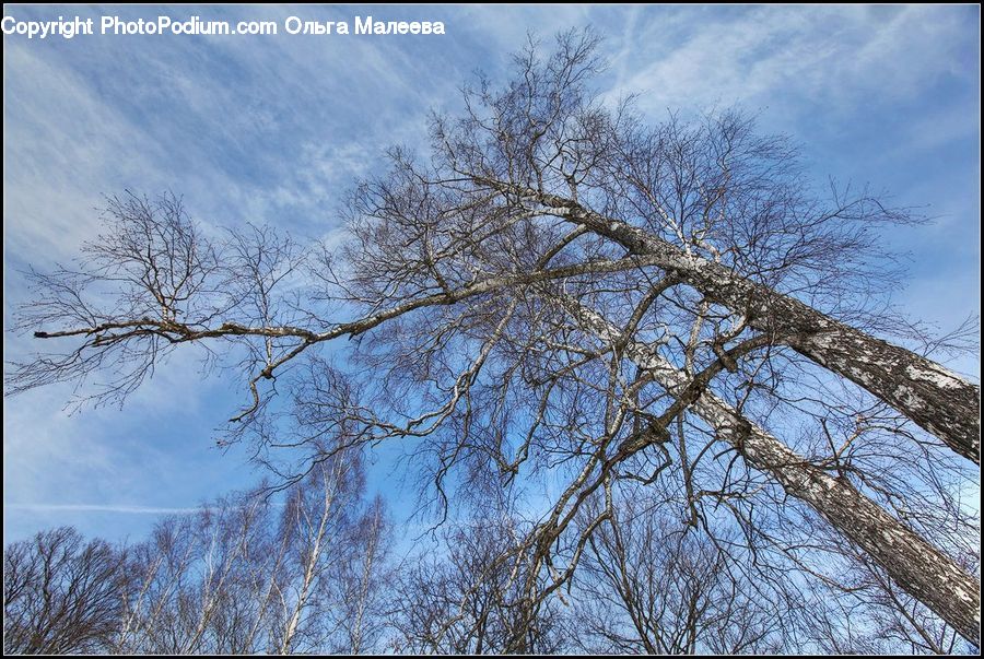 Birch, Tree, Wood, Plant, Willow, Conifer, Fir