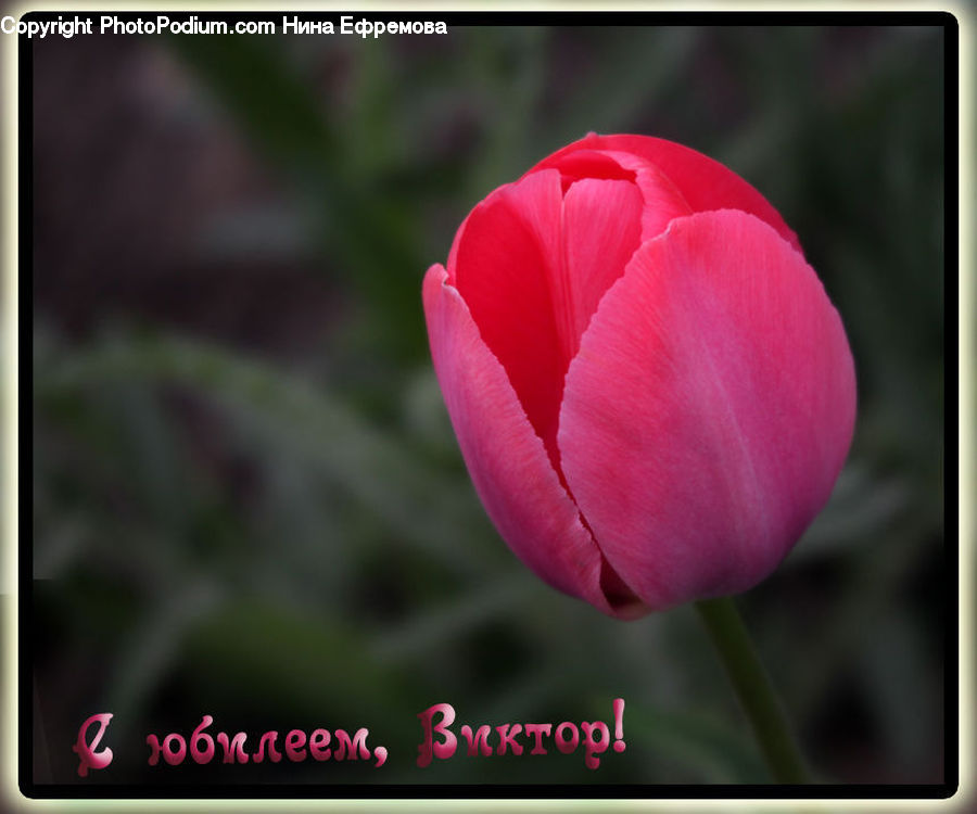 Blossom, Flora, Flower, Plant, Tulip, Carnation, Crocus