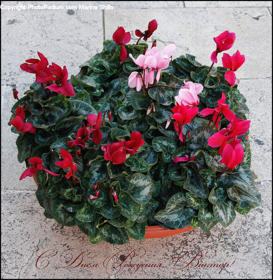 Blossom, Flora, Flower, Geranium, Plant, Rose, Flower Arrangement