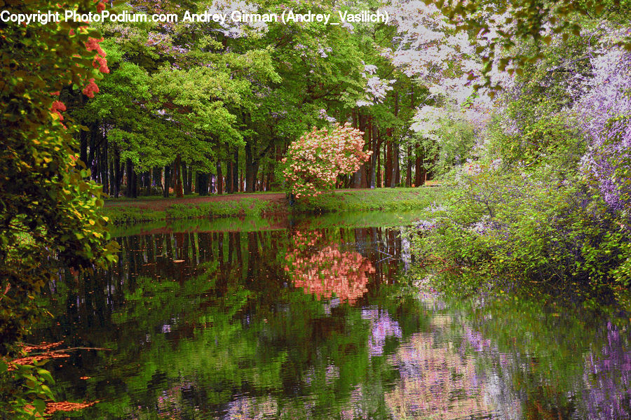 Outdoors, Pond, Water, Forest, Vegetation, Grove, Land