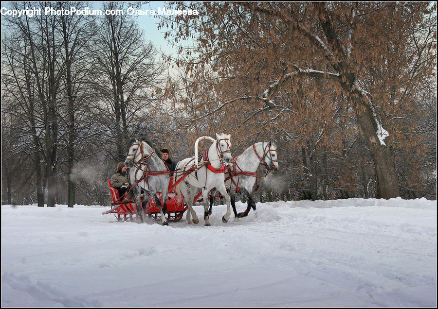 Animal, Horse, Mammal, Sled, Carriage, Horse Cart, Vehicle