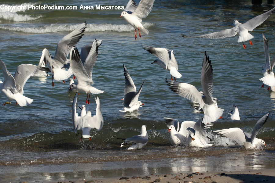 Bird, Seagull, Swan, Waterfowl, Pelican, Goose, Ardeidae