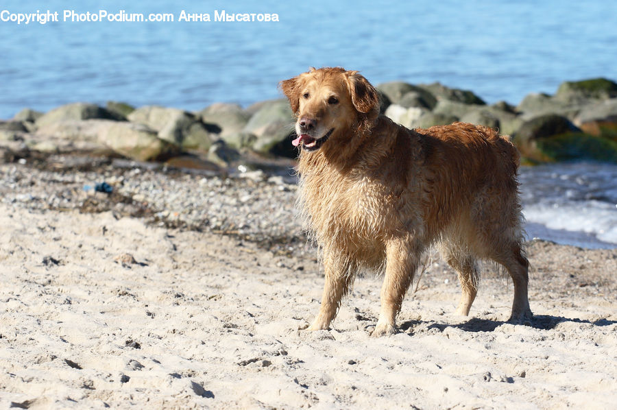 Animal, Canine, Dog, Golden Retriever, Mammal, Pet, Coast