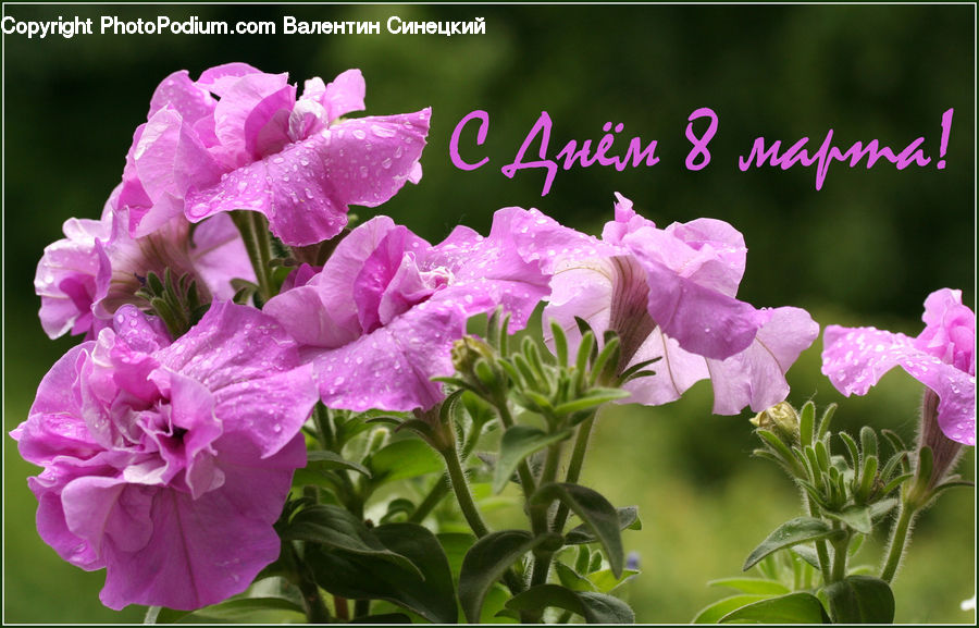 Blossom, Flora, Flower, Geranium, Plant, Gladiolus, Foxglove