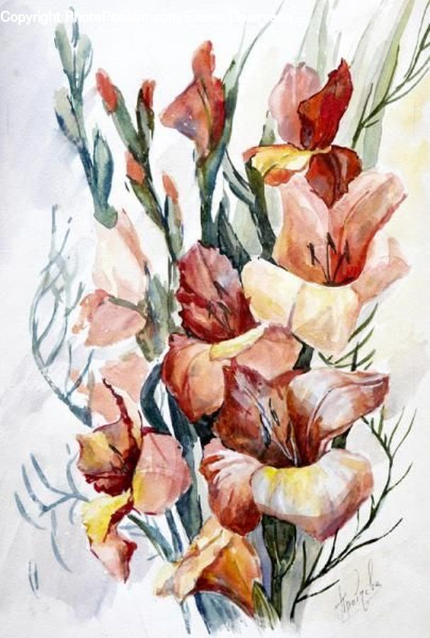 Flora, Flower, Gladiolus, Plant, Art, Painting, Drawing