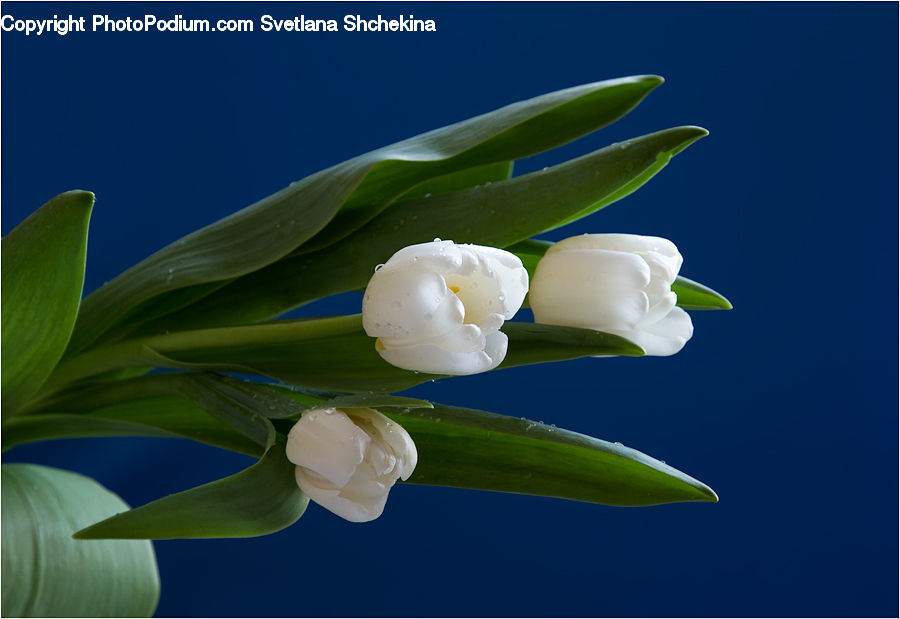 Bud, Plant, Blossom, Flora, Flower, Tulip, Peony