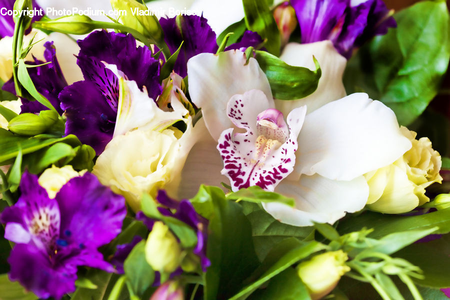 Flora, Flower, Foxglove, Plant, Gladiolus, Blossom, Orchid