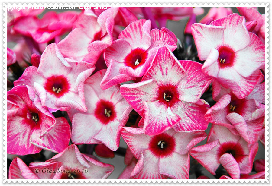 Flora, Flower, Gladiolus, Plant, Blossom, Petal, Geranium