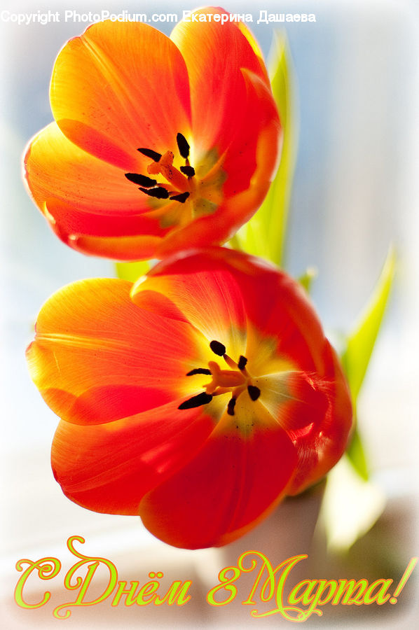 Blossom, Flora, Flower, Plant, Tulip, Geranium, Lily