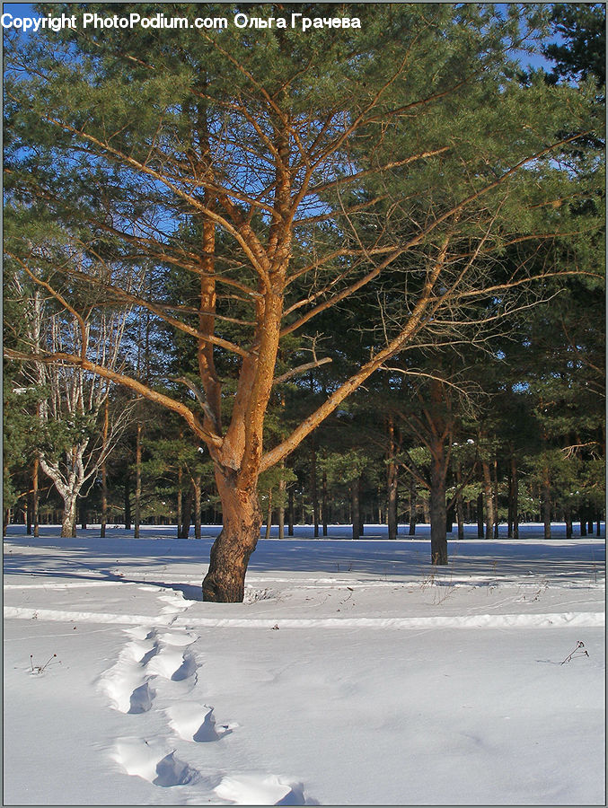 Plant, Tree, Landscape, Nature, Scenery, Conifer, Fir