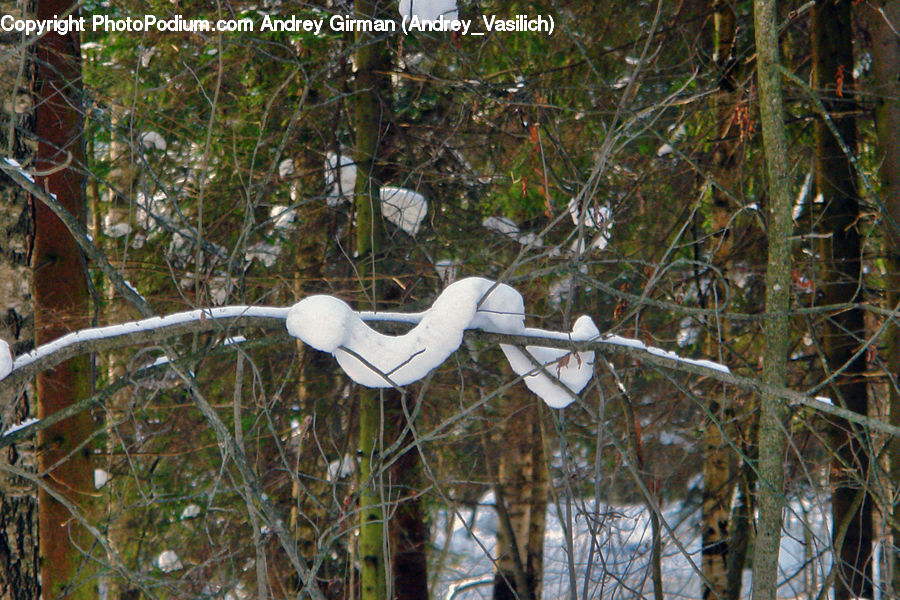 Bird, Booby, Crane Bird, Heron, Conifer, Fir, Plant