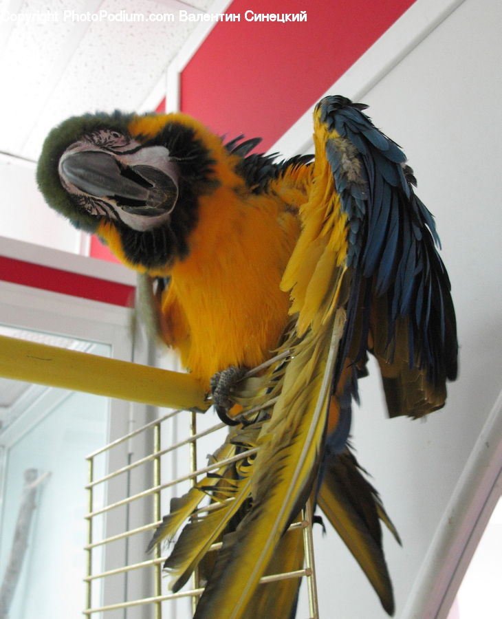 Bird, Macaw, Parrot, Head, Portrait, Beak