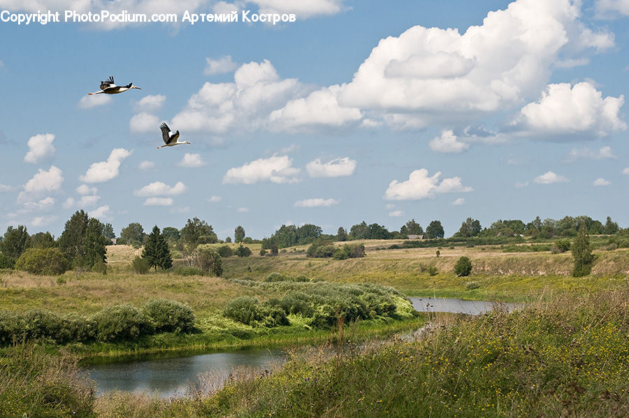 Field, Grass, Grassland, Land, Outdoors, Savanna, Cloud