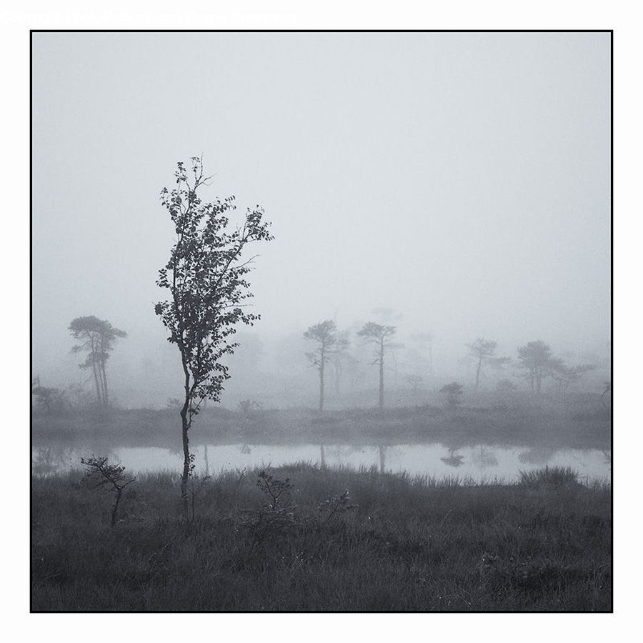 Fog, Plant, Tree, Blossom, Flora, Flower