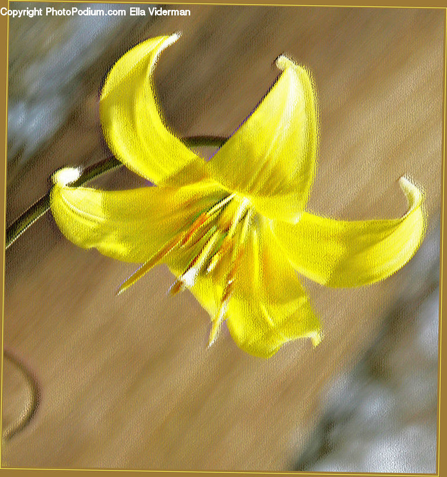 Blossom, Daffodil, Flora, Flower, Plant, Lily, Gladiolus