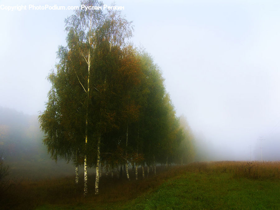 Fog, Mist, Outdoors, Field, Grass, Grassland, Plant