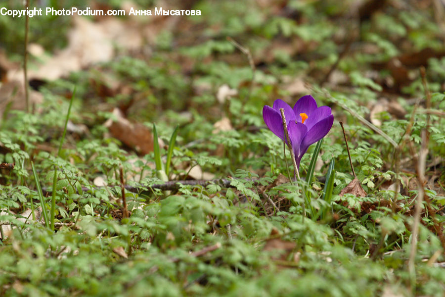 Blossom, Crocus, Flora, Flower, Plant, Herbal, Herbs