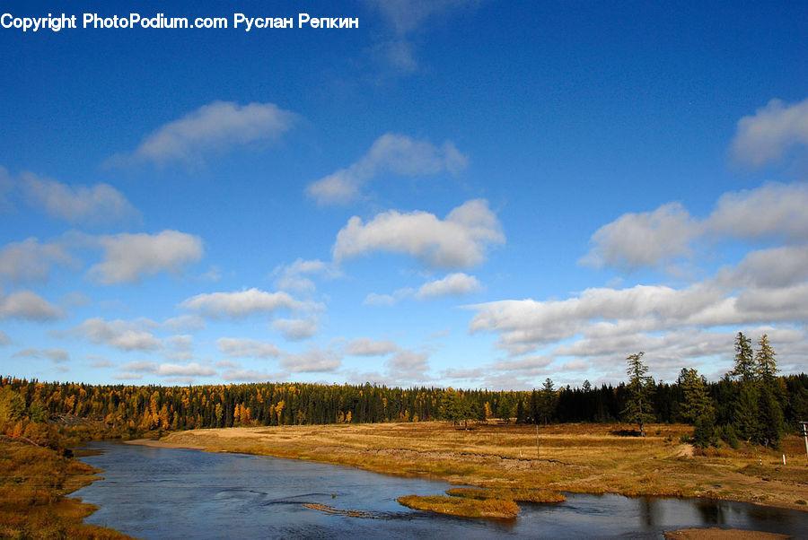 Forest, Vegetation, Grove, Land, Marsh, Pond, Swamp