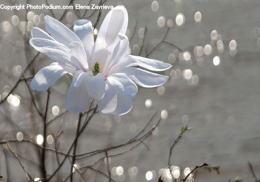 Blossom, Flora, Flower, Plant, Cosmos, Cherry Blossom, Geranium