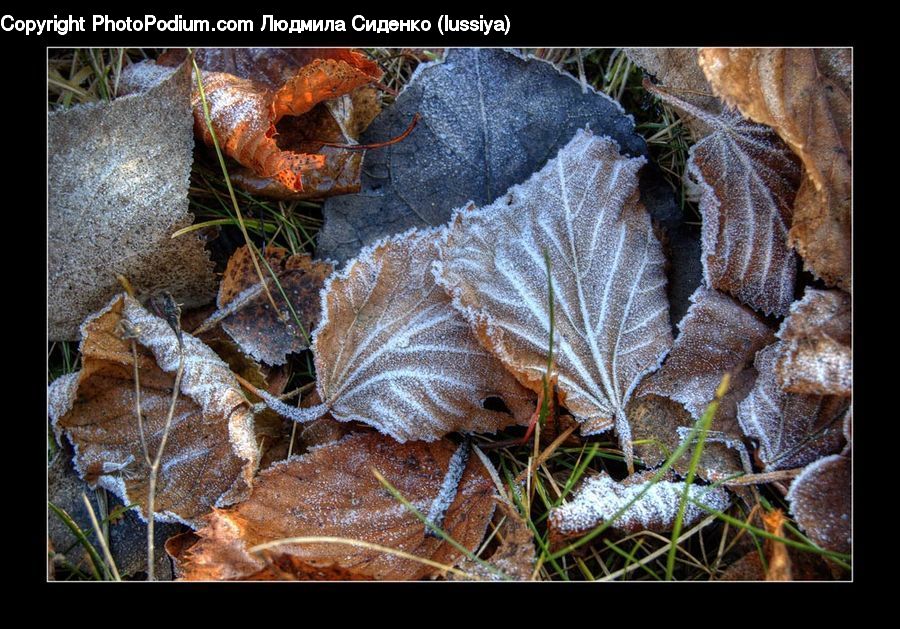 Frost, Ice, Outdoors, Snow, Soil, Agaric, Amanita