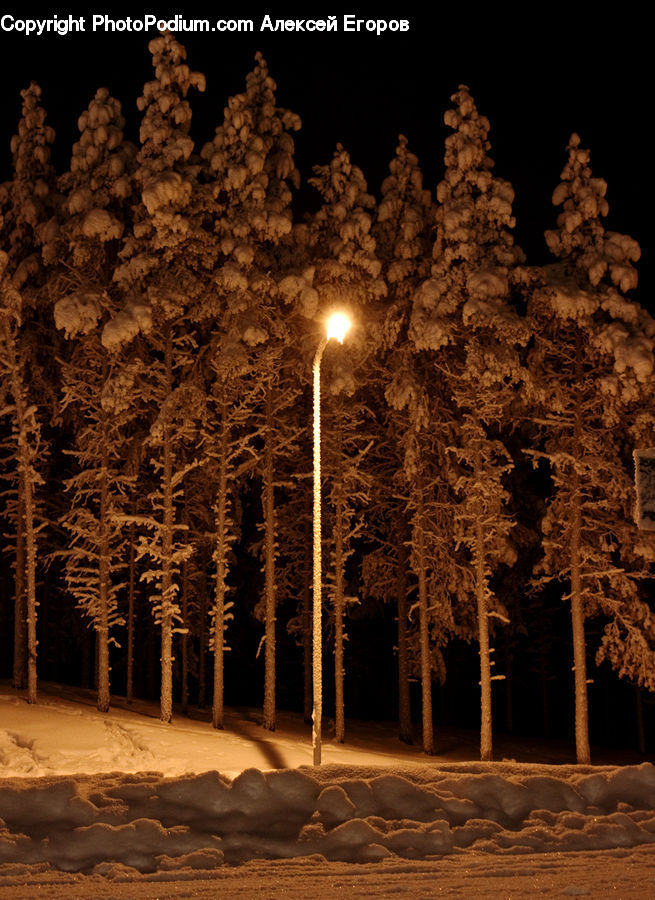 Lamp Post, Pole, Conifer, Fir, Plant, Tree, Forest
