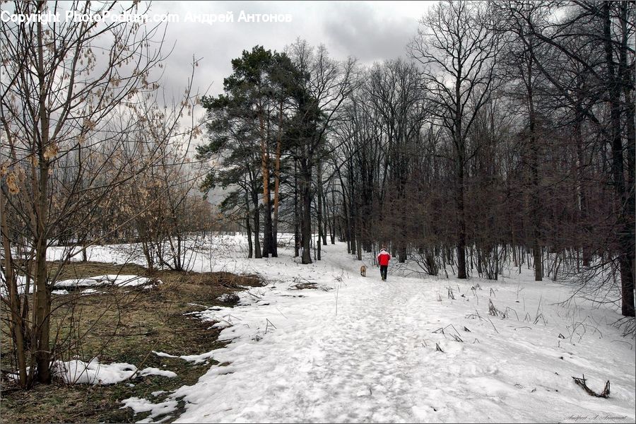 Ice, Outdoors, Snow, Forest, Vegetation, Path, Trail