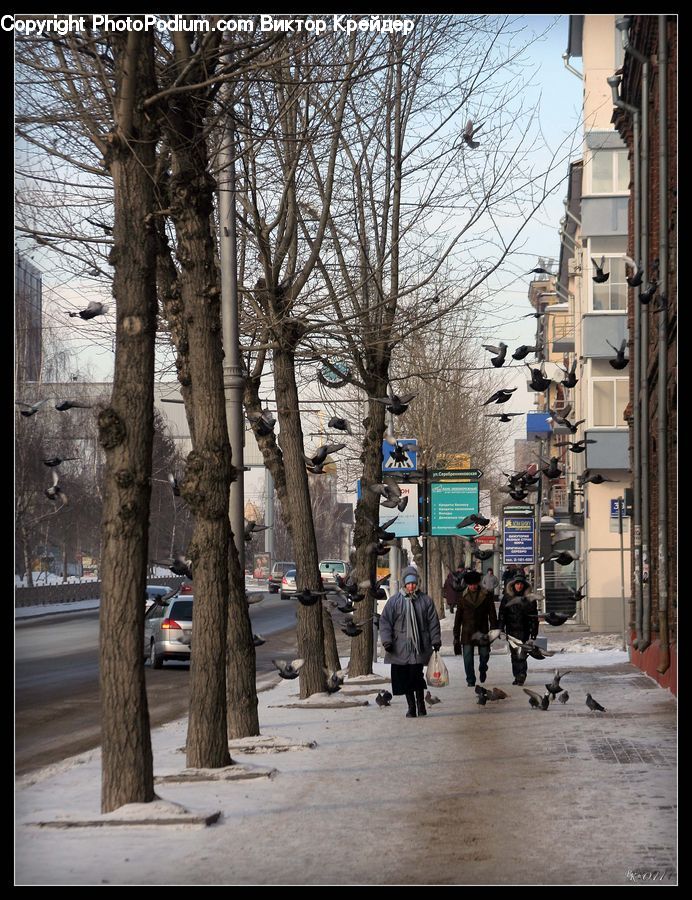 Boardwalk, Path, Pavement, Sidewalk, Walkway, Road, Street