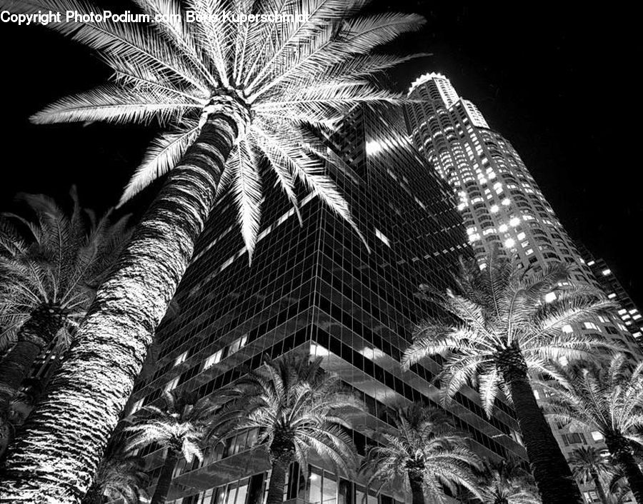 Arecaceae, Palm Tree, Plant, Tree, Fireworks, Night, Fractal
