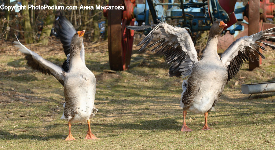 People, Person, Human, Bird, Goose, Waterfowl, Booby