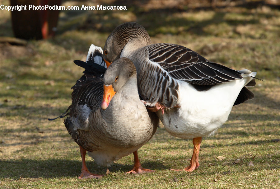 Bird, Goose, Waterfowl, Duck, Teal