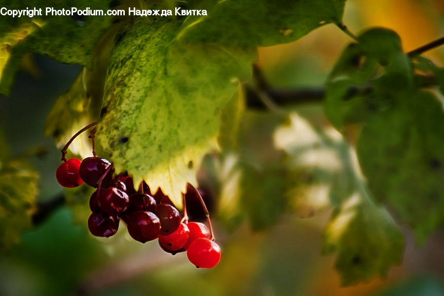 Fruit, Grapes, Cherry, Blossom, Flora, Flower, Geranium