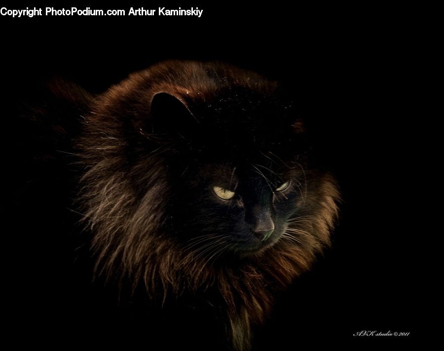 Animal, Black Cat, Cat, Mammal, Pet, Head, Portrait