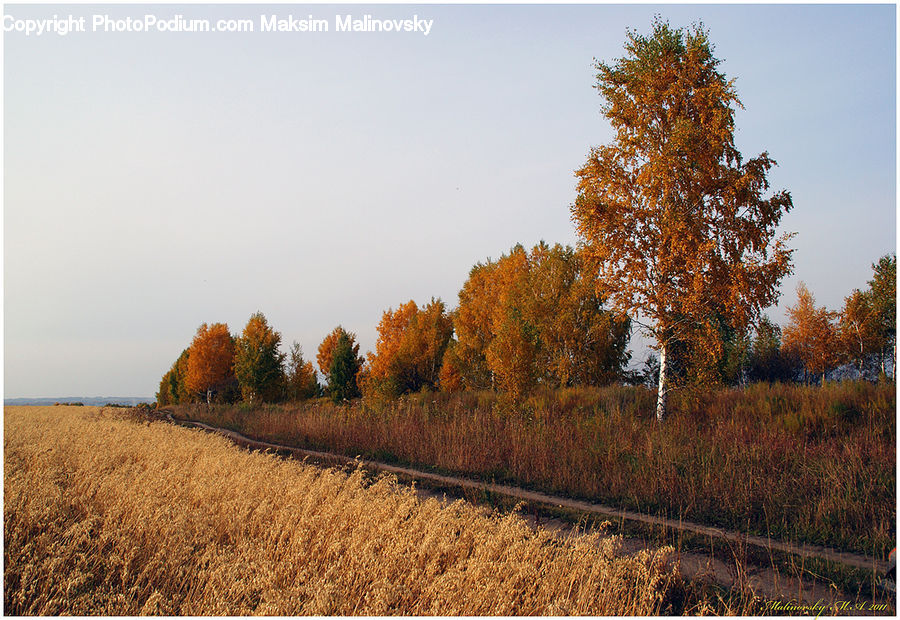 Dirt Road, Gravel, Road, Field, Grass, Grassland, Land