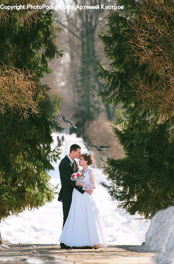 People, Person, Human, Gown, Robe, Wedding Gown, Conifer
