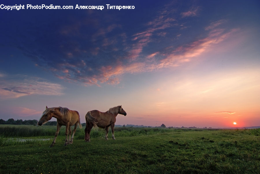 Animal, Horse, Mammal, Colt Horse, Foal, Field, Grass