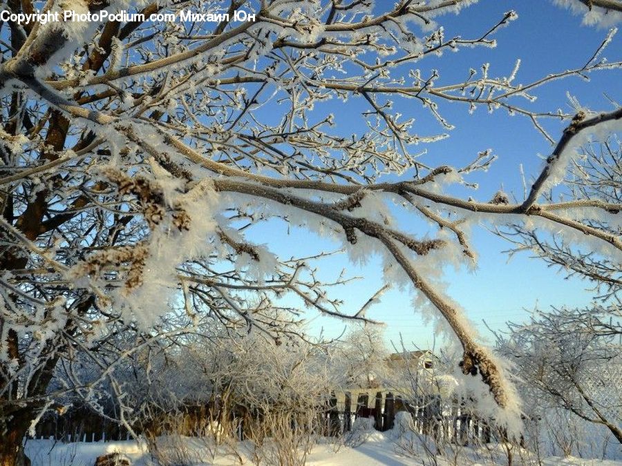 Oak, Sycamore, Tree, Tree Trunk, Wood, Frost, Ice