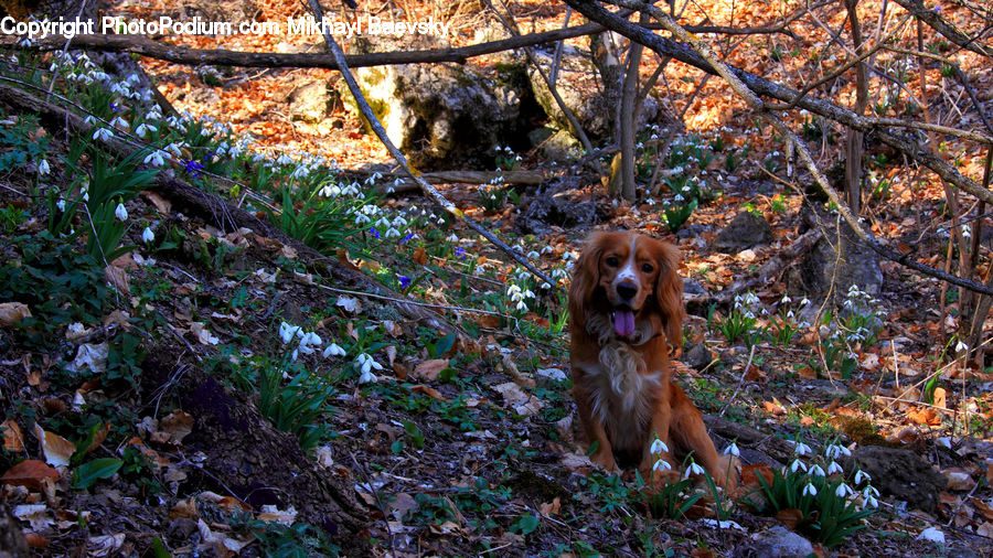 Animal, Canine, Cocker Spaniel, Dog, Mammal, Pet, Spaniel