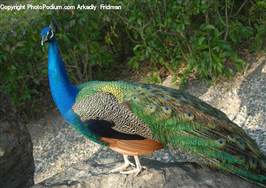 Bird, Peacock, Pheasant, Wildlife, Animal, Zoo, Beak