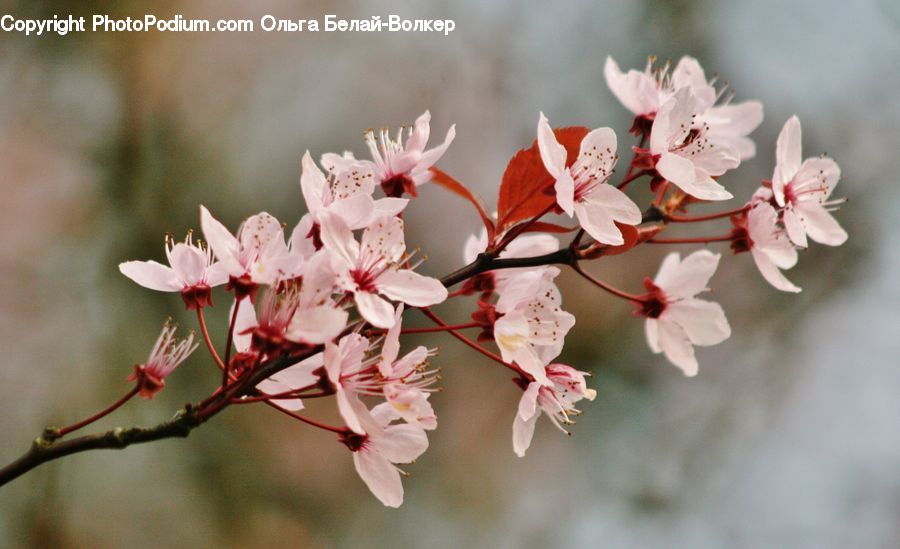 Blossom, Flora, Flower, Plant, Cherry Blossom, Potted Plant, Petal