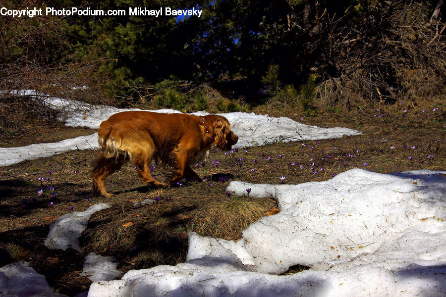 Animal, Canine, Cocker Spaniel, Dog, Mammal, Pet, Spaniel