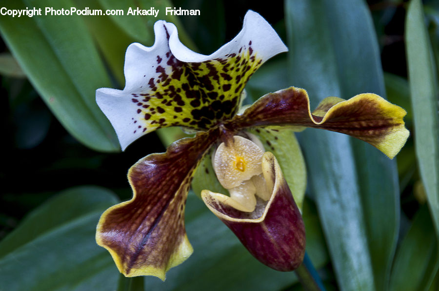 Blossom, Flora, Flower, Orchid, Plant, Gladiolus, Lily