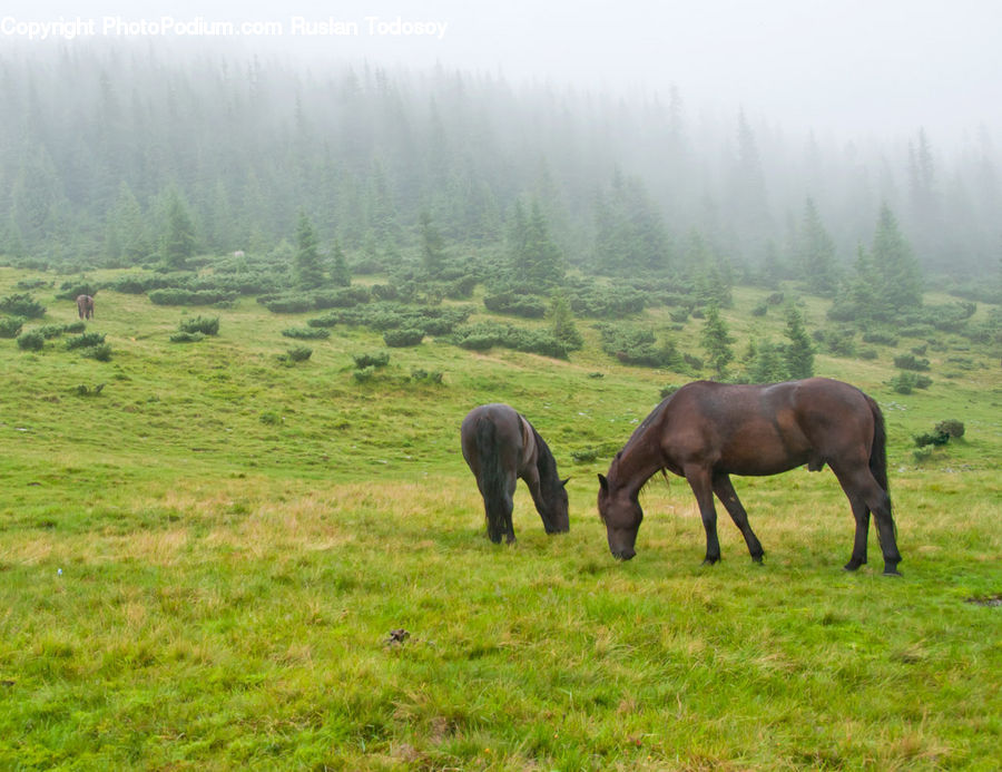 Countryside, Grassland, Meadow, Outdoors, Pasture, Ranch, Grazing