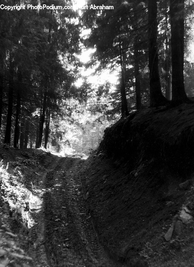 Path, Trail, Forest, Vegetation, Oak, Tree, Wood