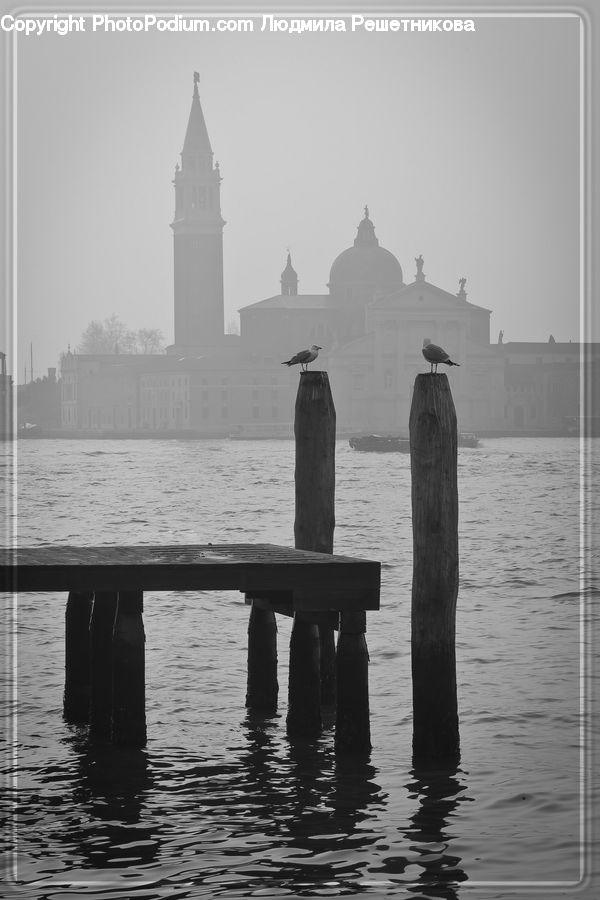 Bird, Seagull, Architecture, Tower, Fog, Pollution, Smog